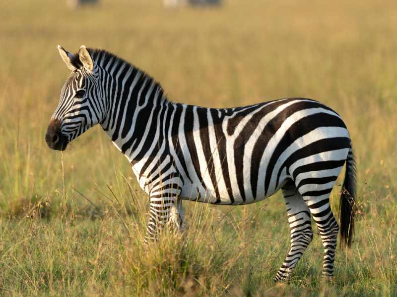 Lake Naivasha Safari – Hells Gate Cycling, Hiking, Rock Climbing, Swimming, Boat Tours, Walking Safaris – Day Trip Tours